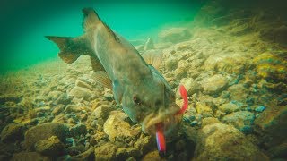 How To Catch Bass With Plastic Worms  Amazing Underwater Footage [upl. by Ahsenik]