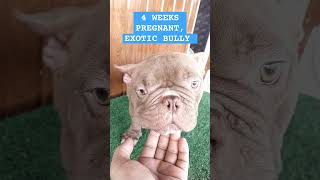 4 WEEKS PREGNANT EXOTIC BULLY kaalaga microexoticbully SHORT [upl. by Fitts]