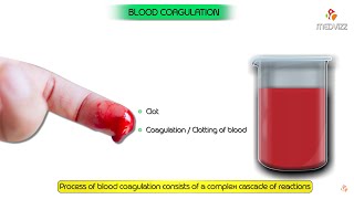 Coagulation Cascade Animation  Physiology of Hemostasis [upl. by Manvel]