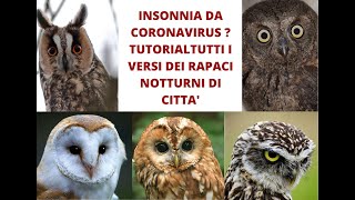 Insonnia da coronavirus Tutorial tutti i versi dei rapaci notturni di città [upl. by Urissa610]