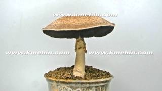 The culinary medicinal Royal Sun Agaricus mushroom time lapse httpwww360edencomkmehin [upl. by Ailegave]