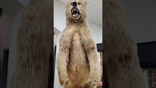 World Record Kodiak Bear [upl. by Amles]