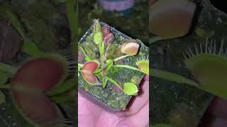 Venus flytrap Dionaea muscipula Long Red Fingers [upl. by Jonina]