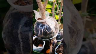 Root propagation in plat ficusplant redmachera chinadol and rubber plant rubberplant [upl. by Tacye]