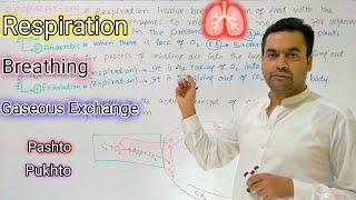 Respiration  Biology  Class 2nd Year  Dr Mushtaq Pashto Lectures [upl. by Lemart422]