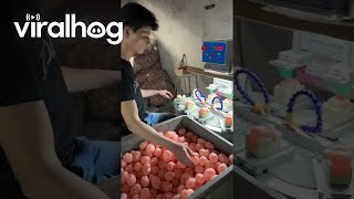 Factory Worker Loads Doll Heads  ViralHog [upl. by Fonda]