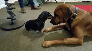 Rhodesian Ridgeback vs Miniature Dachshund Ridgeback special move [upl. by Adlanor596]