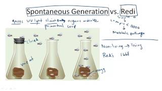 Spontaneous Generation v Redi [upl. by Ainej]