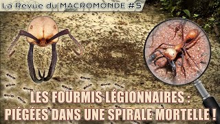 POURQUOI ces FOURMIS tournent en ROND jusquà la MORT   La Revue du MACROMONDE 5 [upl. by Royal]