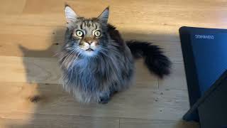 HUGE Maine Coon Cat Talking [upl. by Kinna870]