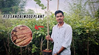 Red Sandalwood plant One of the most expensive farming in the world mgreennursery [upl. by Dorene273]