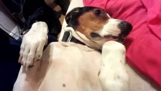 Jax Morning Belly Rub Treeing Walker Coonhound [upl. by Reinar]