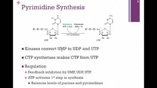 141Pyrimidine Synthesis [upl. by Halima]