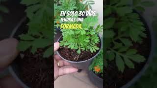 Aprende a plantar tagetes en macetas y disfruta de sus beneficios [upl. by Kassandra]