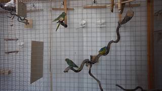 Part 4 Two healthy fledglings  Turquoise parrots  Neophema Pulcella [upl. by Kneeland]