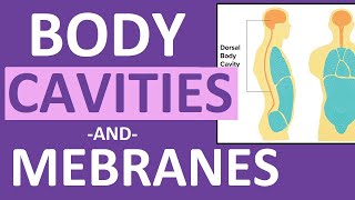 Body Cavities and Membranes Dorsal Ventral Anatomy and Physiology [upl. by Ube]