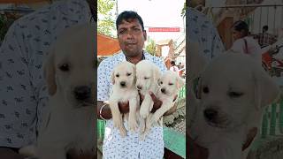 Pet Market Kolkata 😍lowest price puppy dogShrirampur dogs shorts viral dog dogs doglover [upl. by Quiteria]