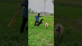 Animal love Salman Dhillon na animal say payar ki misal bana di dog rockydog doglover labrador [upl. by Villada]