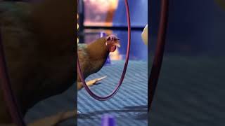 This video is 1 minute of a Chicken doing tricks on Spains Got Talent  Youre Welcome [upl. by Annodas]