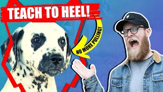 How To Get Your DALMATIAN To WALK TO HEEL [upl. by Nena761]