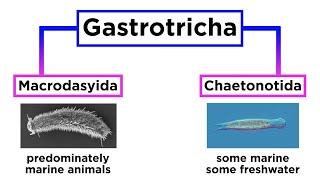 Phylum Gastrotricha Hairybellies [upl. by Mahalia832]