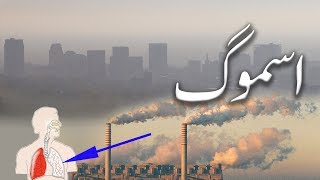 What is Smog How does it form and its effects  UrduHindi [upl. by Youngman]