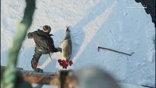 The Controversial Tradition Of Seal Hunting [upl. by Anad]