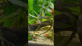 Caracol PLANORBIS Alimento para Mis GUPPYS 🐌🐟 fish guppy aquarium pecera peces snail [upl. by Noll]