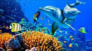 Relaxing Music to Relieve Stress Anxiety and Depression • Mind Body 🐬 Soothing music for nerves [upl. by Ciredec]