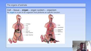 1 HV 7th grade  Organs amp Cells  1  Organs of animals [upl. by Wadleigh610]