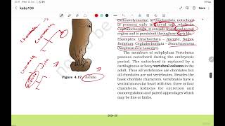 NCERT  BIOLOGY  NEET  CLASS 11  Chapter 4  ANIMAL KINGDOM  Classification of Animal  Part  3 [upl. by Kremer]