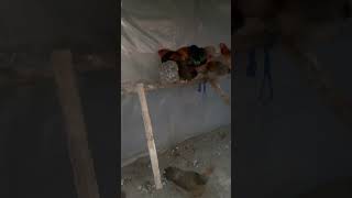 Ya se van a dormir las gallinas Brahma chicken shortvideo chickenbreed chickenvariety viral [upl. by Vidal813]