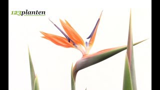 Strelitzia Reginae Paradijsvolgelbloem [upl. by Maurizia]