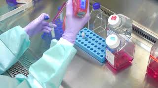 Thawing Cells Cell Culture Basics [upl. by Minnaminnie]