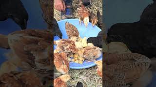 Desi Poultry potato feeding [upl. by Luann]