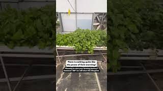 Build commercially profitable hydroponic business [upl. by Auvil]