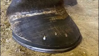 HORSE HOOF with RINGBONE treatment [upl. by Dahlstrom]