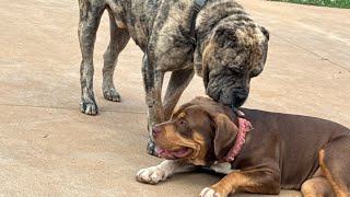 MASTIFF X BULLY PUPPIES [upl. by Quincey]