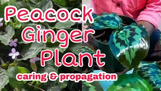 Peacock ginger plant caring amp propagation malayalamkaempferia ginger plantEvergreenMediaVlog [upl. by Kano308]