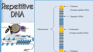 Repetitive DNA [upl. by Yralih]