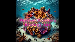 Exploring Phylum Porifera The Fascinating World of Sponges [upl. by Aratehs678]