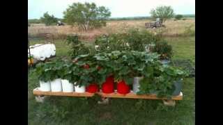 To Everyone Who Built A Self Watering Rain Gutter Grow System Thanks A Million [upl. by Tilda]