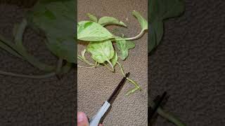 ✨sphagnum moss propagation with updates 🌱 🪴 ✨ asmr plants propogation cebubluepothos [upl. by Socrates]