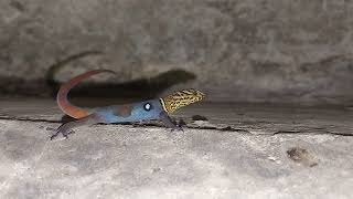 Tobago Ocellated Gecko Gonatodes ocellatus [upl. by Enelav]