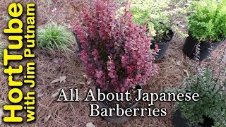 All About Japanese Barberries [upl. by Nikoletta190]