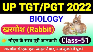 खरगोश Rabbit  Oryctolagus cuniculus  morphology and anatomy oryctolagus cuniculus in hindi [upl. by Pish190]