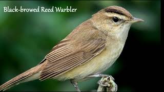 เสียงต่อ นกพงคิ้วดำ Blackbrowed Reed Warbler Voice Call [upl. by Aiceila]