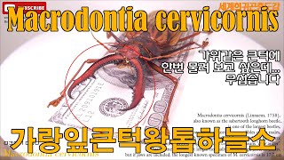 039 Macrodontia cervicornis 가랑잎대왕톱하늘소 [upl. by Roeser]