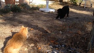 Chiot et Chaton se rencontrent futur amis ou guerre [upl. by Ordnaxela127]