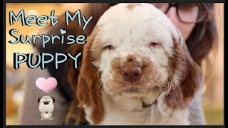 Meet My Surprise Clumber Spaniel Puppy  Cute  Potterhead Princess [upl. by Eenimod]